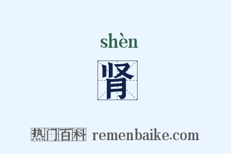肾是什么意思的图片